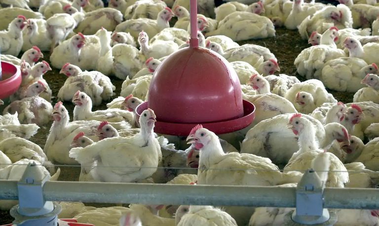 Exportações de frango para a China serão retomadas
