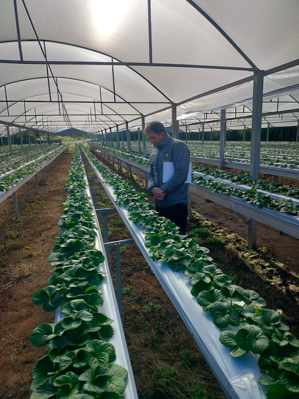 Censo do Morango inicia visitas às propriedades de Bom Princípio