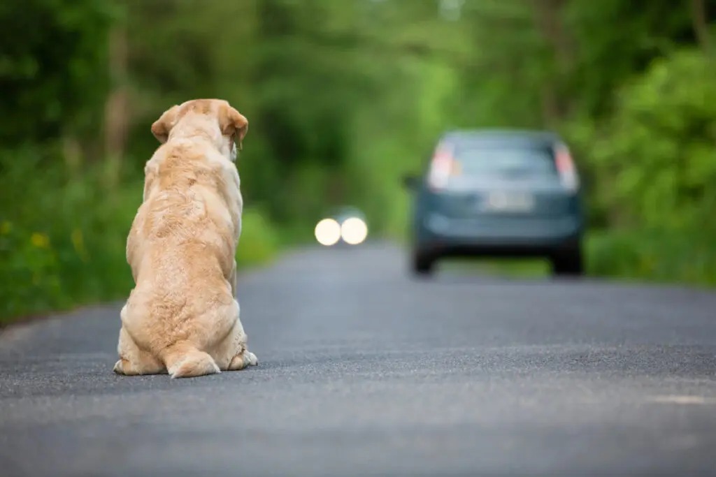 Motorista que abandonar animal pode perder a carteira