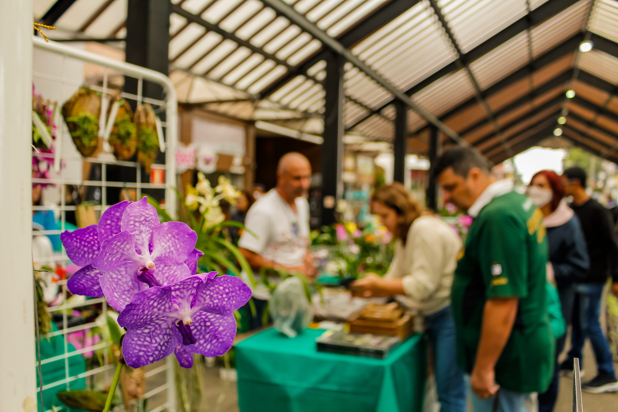 Nova Petrópolis sedia Exposição de Orquídeas nos dias 18 e 19 de março