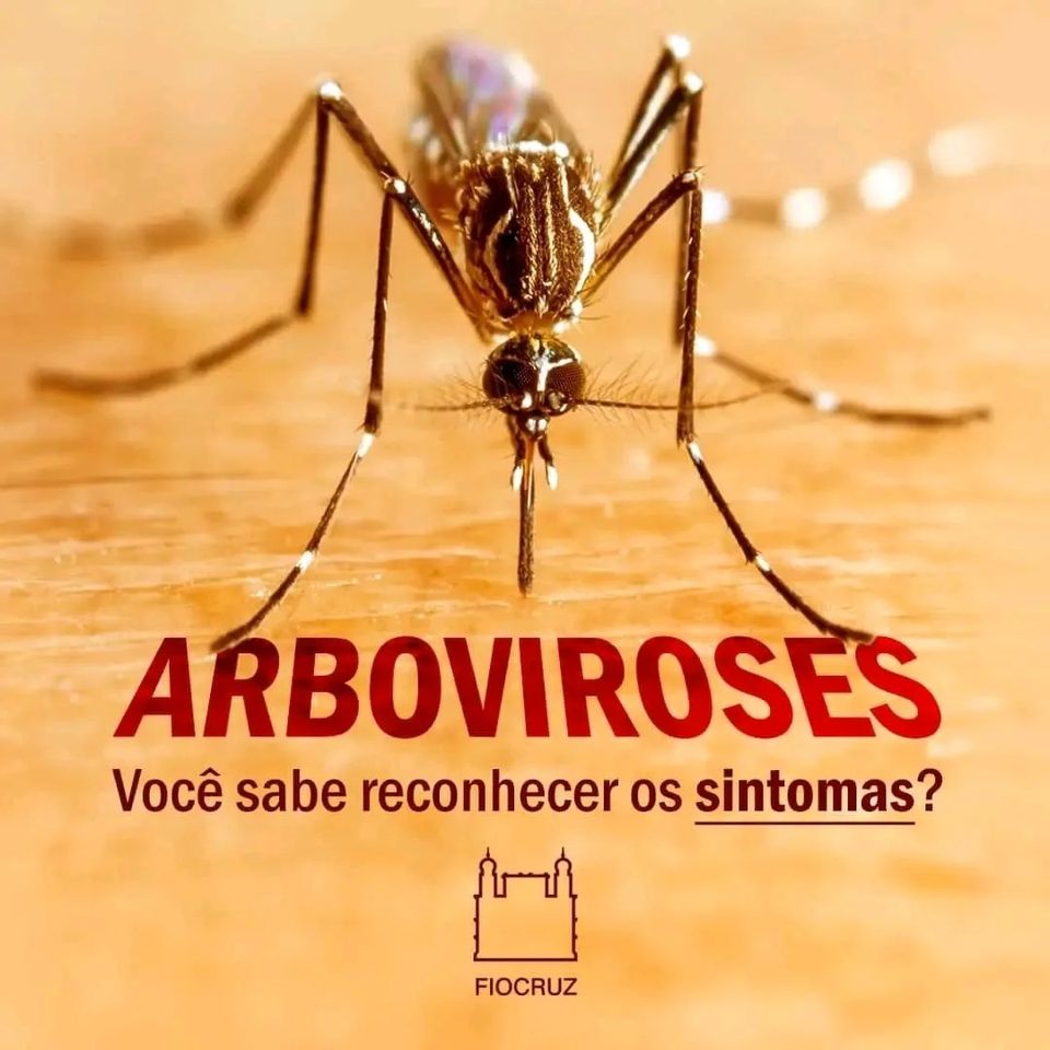 O mosquito Aedes aegypti causa várias doenças. Você sabe identificar os sintomas? 