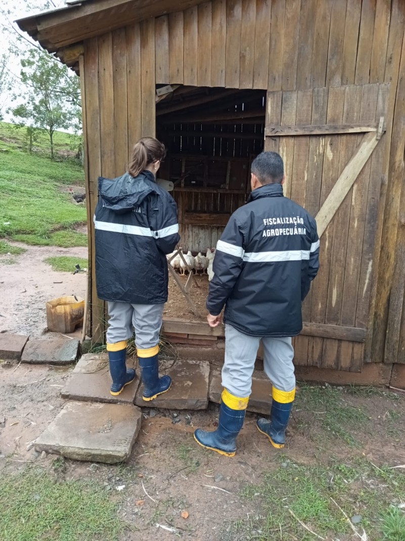 Gripe aviária: fim das vistorias e do vazio sanitário