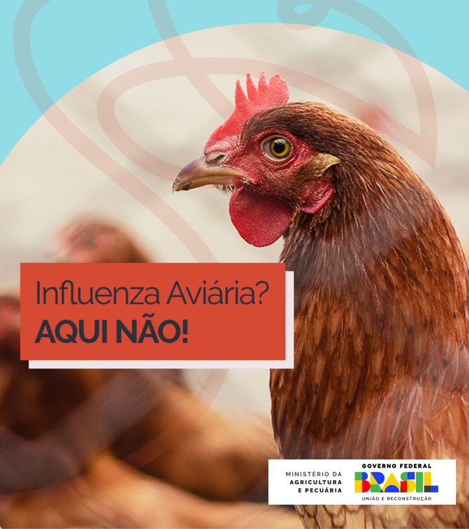 Gripe aviária: veja informações e orientações à população