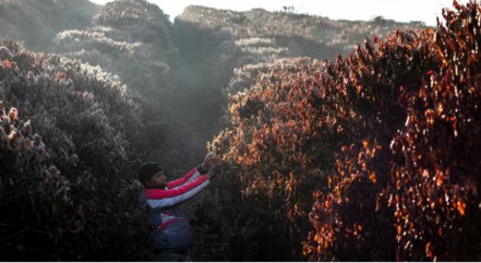 Frio pressiona inflação e impacta preços do café, legumes e verduras