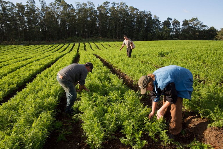 Ministério do Desenvolvimento Agrário prorroga validade da DAP por um ano