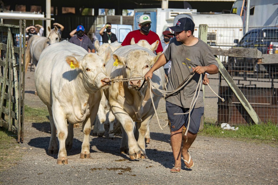 Expointer 2025 terá participação de 6.696 animais