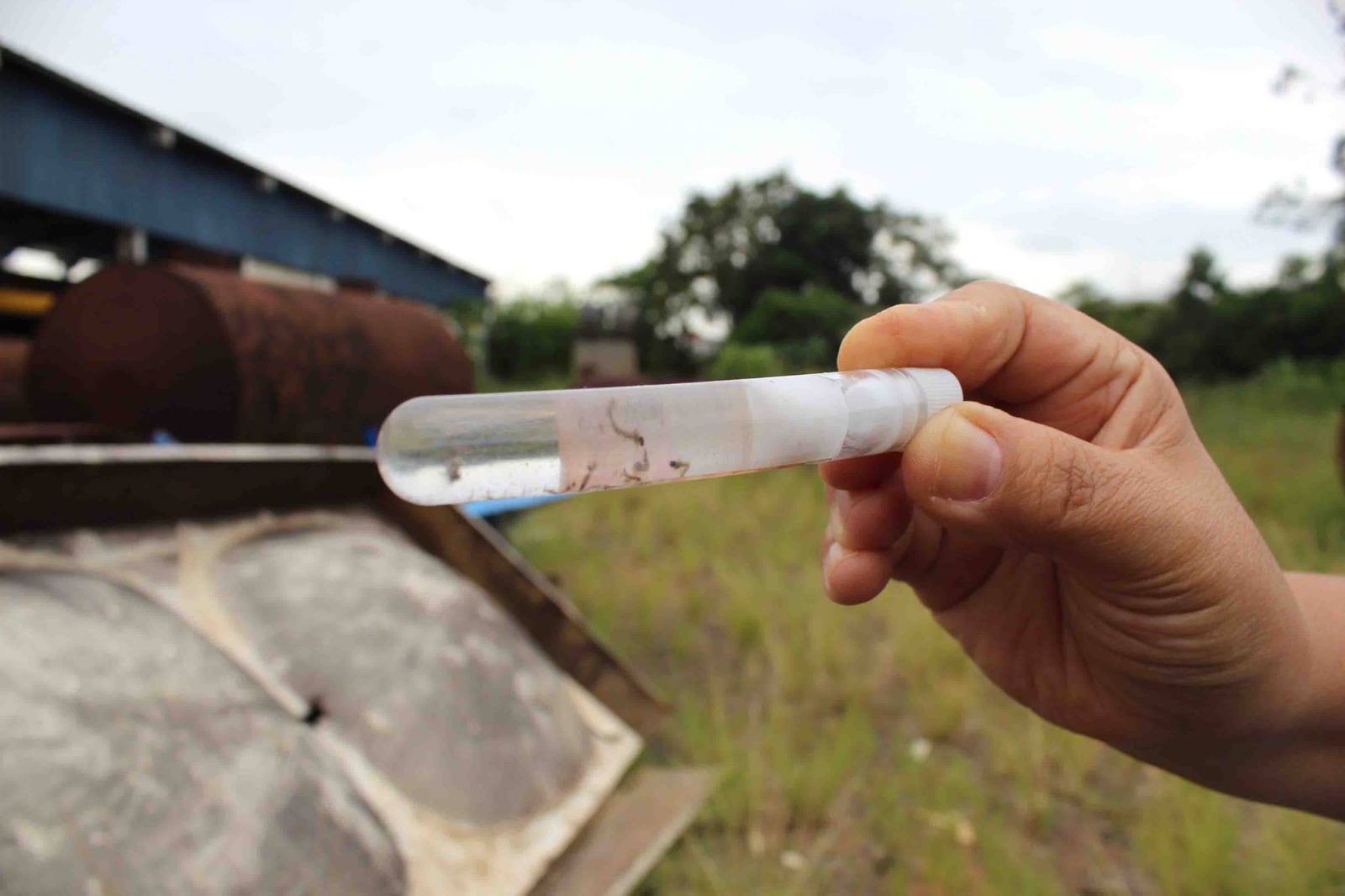 Montenegro tem primeiro caso de Dengue em 2023