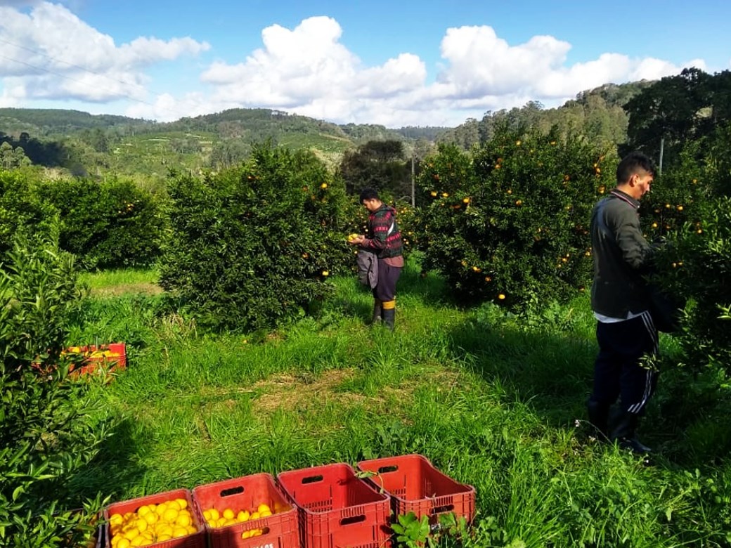 Montenegro festeja safra recorde na citricultura