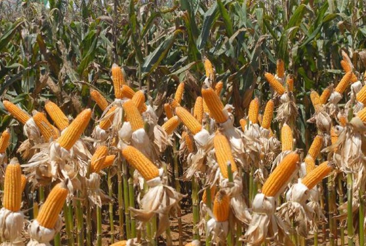 País teve safra recorde de frutas, cereais, leguminosas e oleaginosas