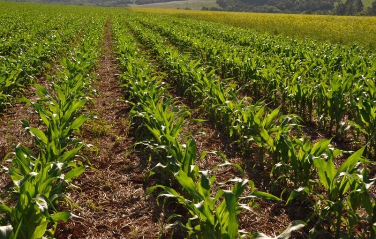 Programa oferece desconto em multas e infrações para produtores rurais