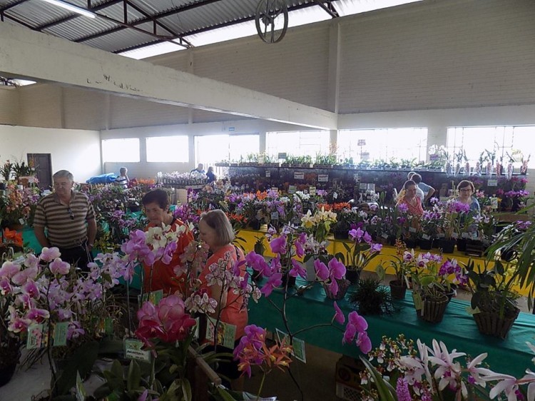 Exposição regional de orquídeas é neste final de semana