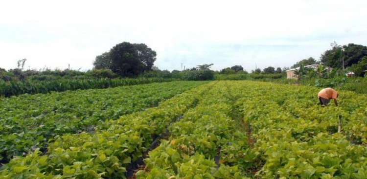 Receita prorroga adesão ao Refis Rural para 28 de dezembro