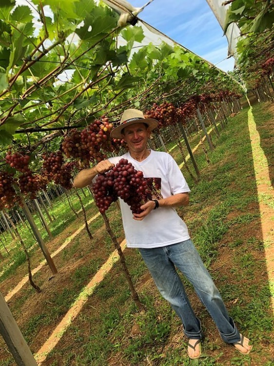 Localizada entre belas paisagens, propriedade oferece uvas para consumidor final