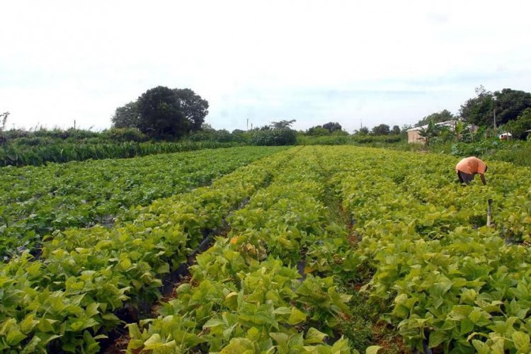 Cooperativas de crédito poderão captar poupança rural