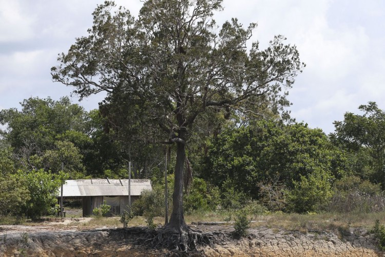 Um milhão de espécies estão ameaçadas de extinção, mostra ONU