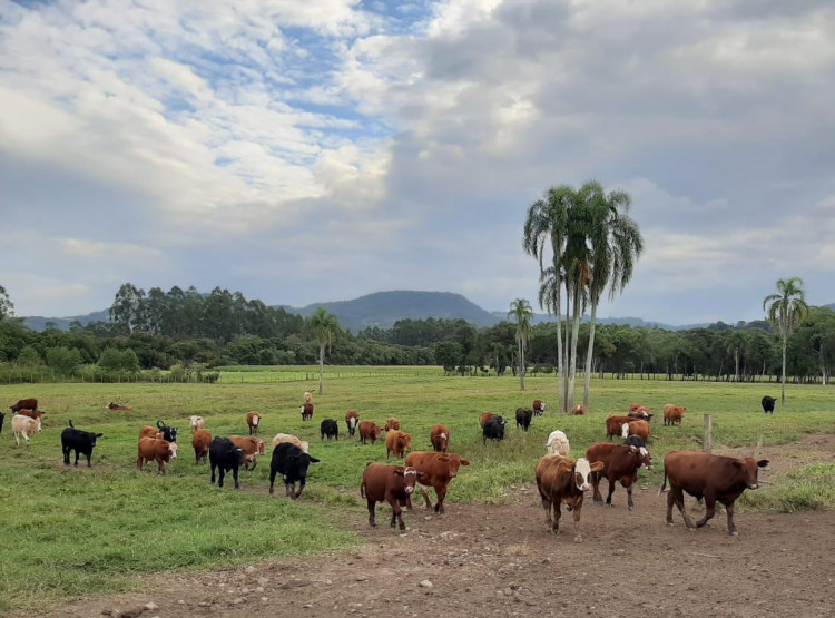 Em dia histórico para a pecuária gaúcha, Rio Grande do Sul é reconhecido como zona livre de febre aftosa sem vacinação
