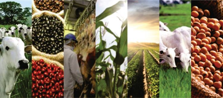 Badesul terá R$ 200 milhões para investir na agricultura durante a Expointer