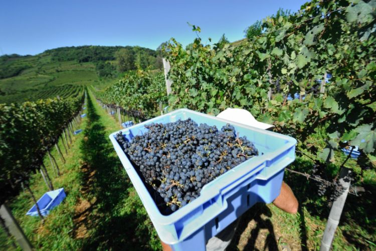Safra da uva de 2017 deve atingir 600 milhões de quilos da fruta
