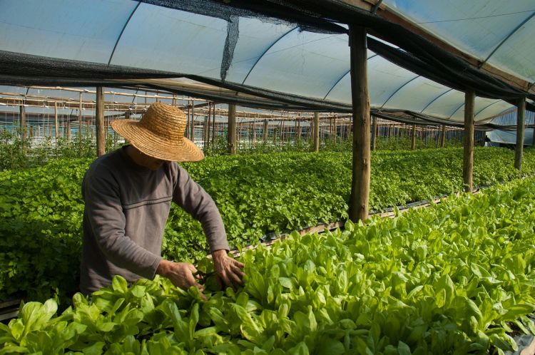 Clima no início de outono favorece produtividade de olerícolas e frutas em todo o RS