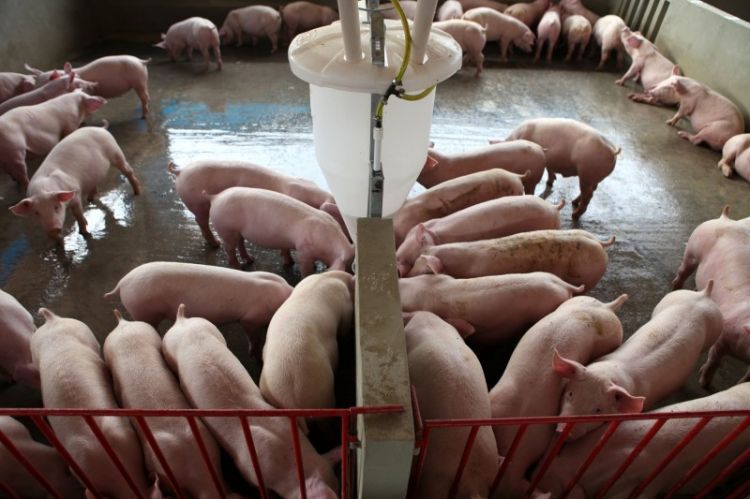 Governo do RS protocola projeto que beneficia produção de suínos