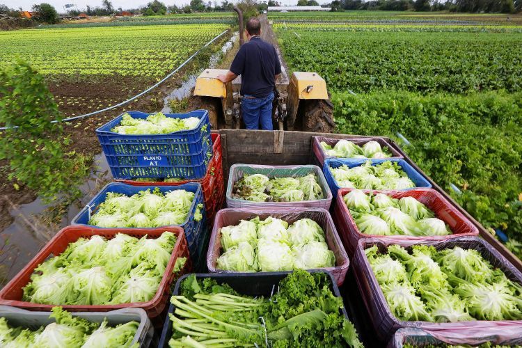 Programa melhora gestão, gera eficiência e aumenta renda de agricultores