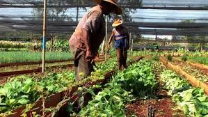 Cooperativas agropecuárias gaúchas faturam mais de R$ 20 bilhões em 2017